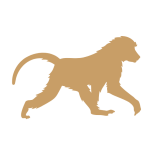 Baboon