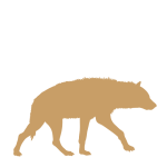 Hyena