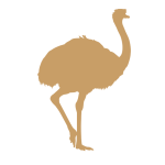 Ostrich
